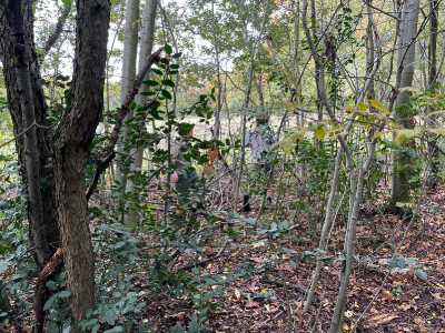 Sint-Martinus den XIIde - september-oktober